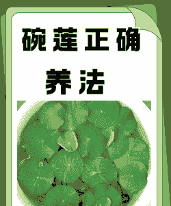 微型碗莲怎么养殖