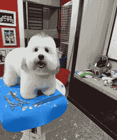 精神护卫犬怎么养殖