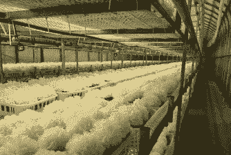 银耳在家里怎么养殖