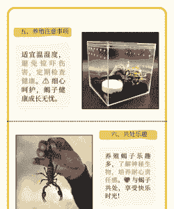 抓的蝎子怎么养殖