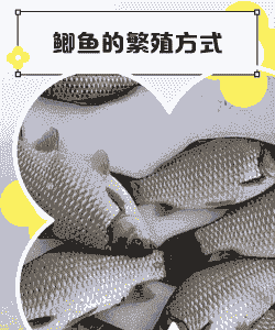养殖的鲫鱼怎么洗澡