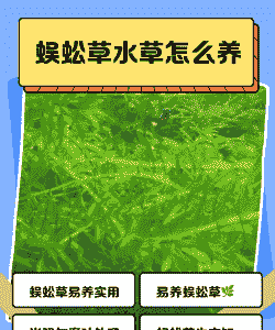 蜈蚣草怎么养殖