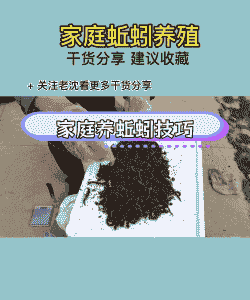 小蚯蚓饲料怎么养殖