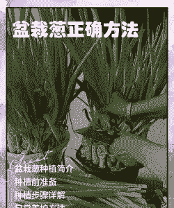 阳台种大葱怎么养殖