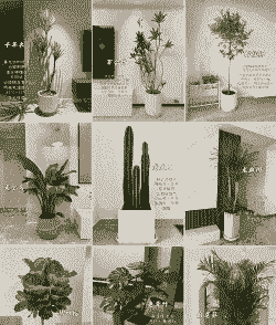 怎么选择室内养殖植物