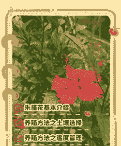 朱槿花夏天怎么养殖