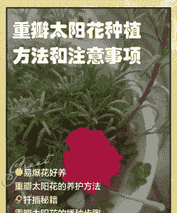 重瓣花都怎么养殖