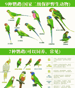 鹦鹉保护品种怎么养殖