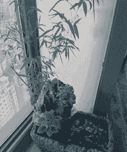 阳台的石头怎么养殖