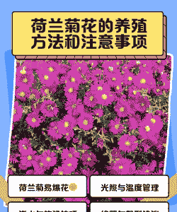 冬天荷兰花怎么养殖