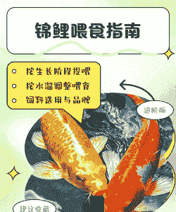 家庭养殖锦鲤怎么喂食