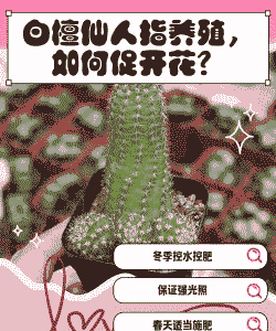 白檀木夏天怎么养殖