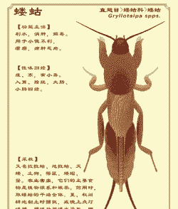蝼蛄怎么养殖