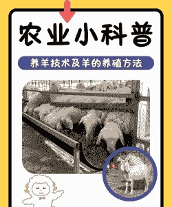 养殖羊怎么引进的