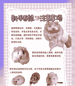 仓鼠养殖水培怎么养