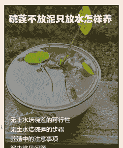 荷叶不带根怎么养殖