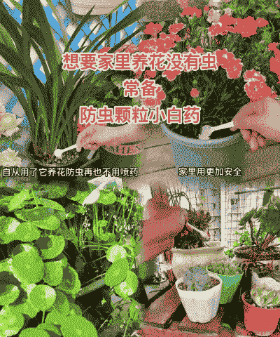 家里没有花怎么养殖