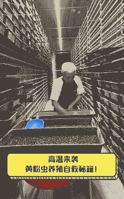 黄粉虫养殖怎么提升湿度