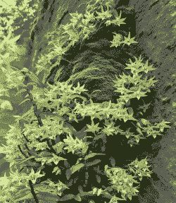 苔藓怎么养殖石斛兰