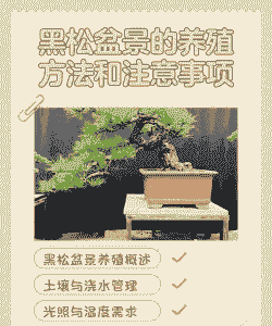 松树养殖怎么管理的