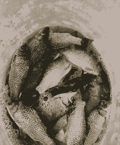 冬天鲫鱼新鲜怎么养殖