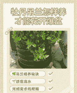 盆栽牡丹吊兰怎么养殖