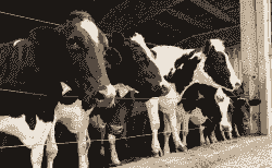 九头牛怎么养殖