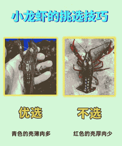 怎么鉴别龙虾是否养殖