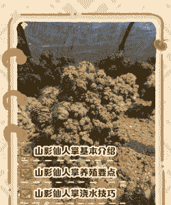 山影怎么养殖方法