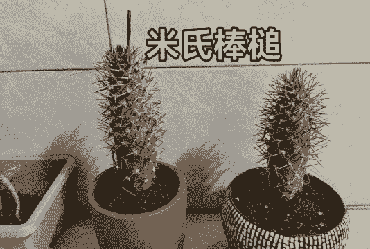 狼牙棒多肉怎么养殖