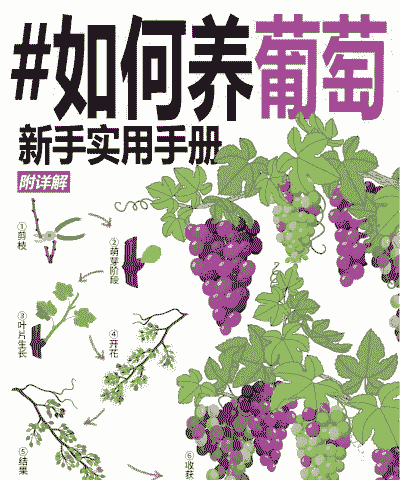 葡萄怎么养殖技术