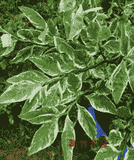 花叶红雀掌怎么养殖