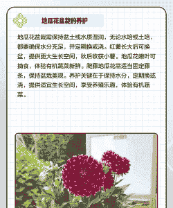 地瓜花怎么养殖