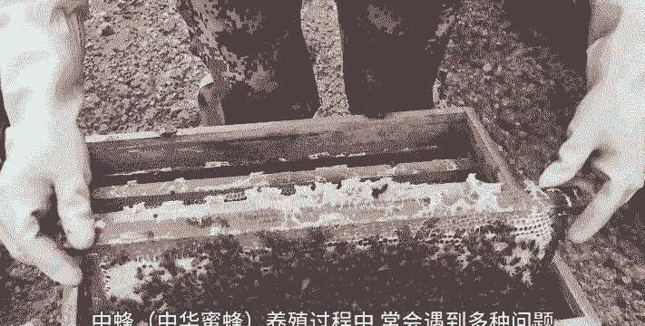 养殖中蜂怎么保存