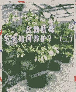 山东蓝莓冬天怎么养殖