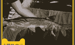 室内怎么养殖鸭嘴鱼苗