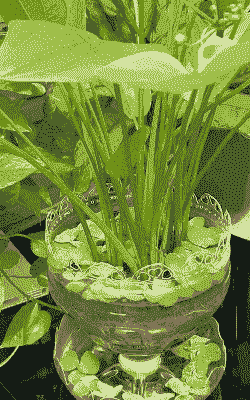 塑料盆景怎么养殖