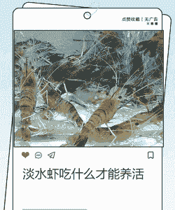 河道里怎么养殖龙虾