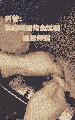 养殖麝香怎么提取的