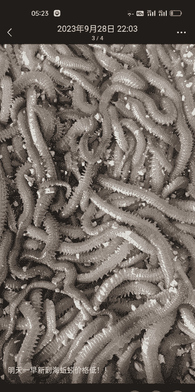 海蚯蚓怎么养殖技术