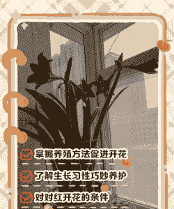 香薰对对红怎么养殖