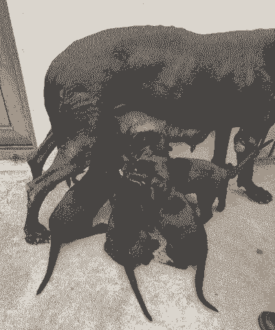 杂交黑狼狗怎么养殖