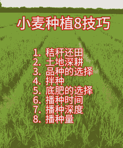 小麦和油菜怎么养殖