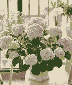 蒙娜丽莎绣球怎么养殖