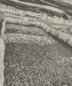 西红柿六月份能种植吗