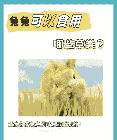 养殖白兔子怎么吃草