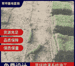 尖叶草皮怎么养殖