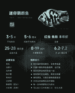 迷你鹦鹉怎么养殖方法