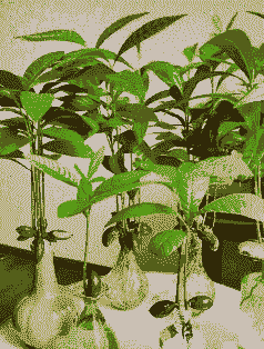 海南龙眼雨季怎么养殖