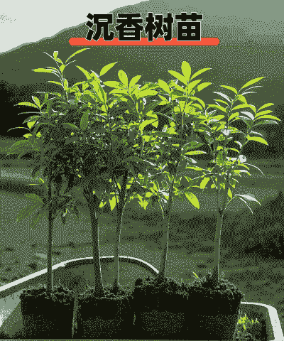 沉香苗冬天怎么养殖